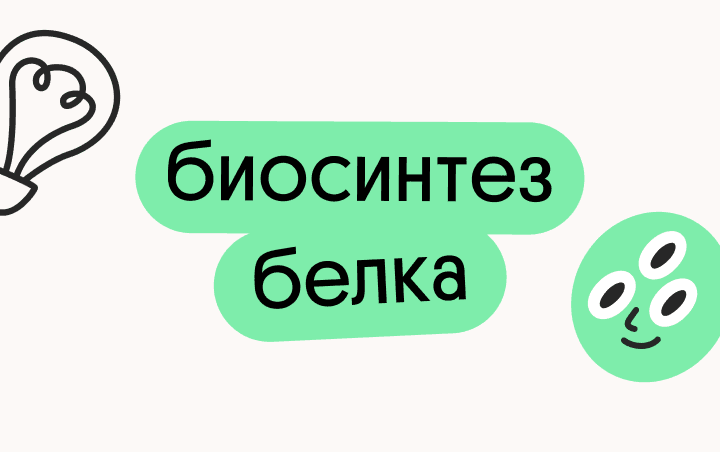 Биосинтез белка